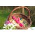 You2Toys - Conejo Hammer vibrador empujador